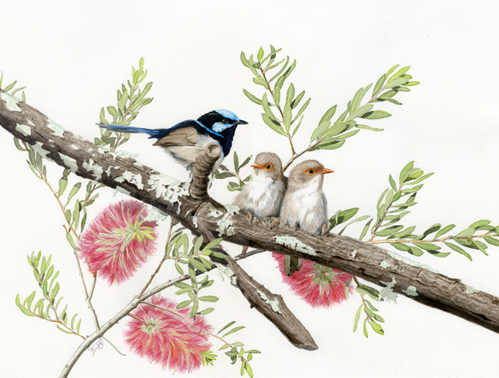 Ian Roberts - Blue Wrens - Bunya Mountains - Giclee Print - $69