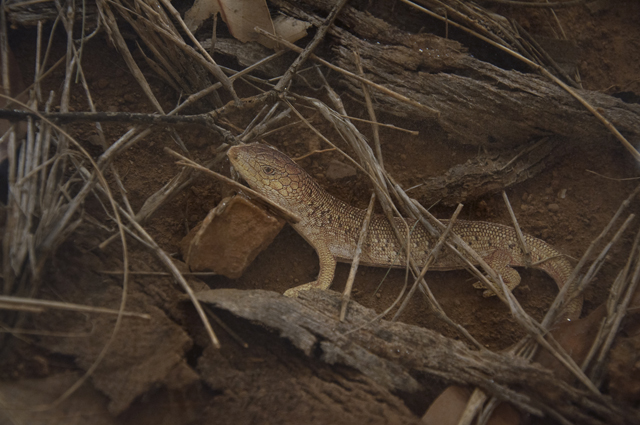 Pat Fidge - little lizard dreams - mixed media - detail 640