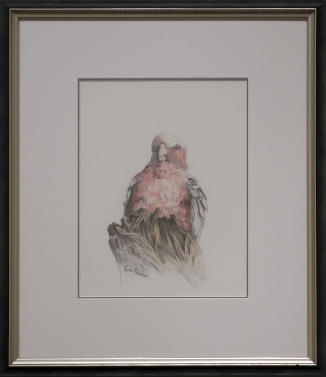 Lynda Fanshaw - Grumpy Old Galah - Colour pencil:graphite - $295