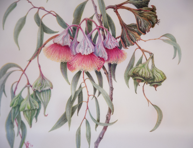 Sandra Johnston - Eucalyptus Kingsmillii Coloured pencil $450 SOLD detail